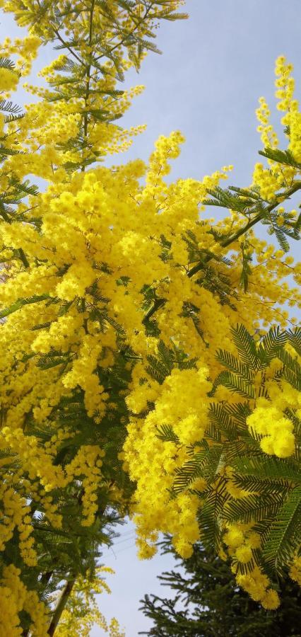 Locazione Mimosa Con Giardino Villa Ostellato Exterior foto